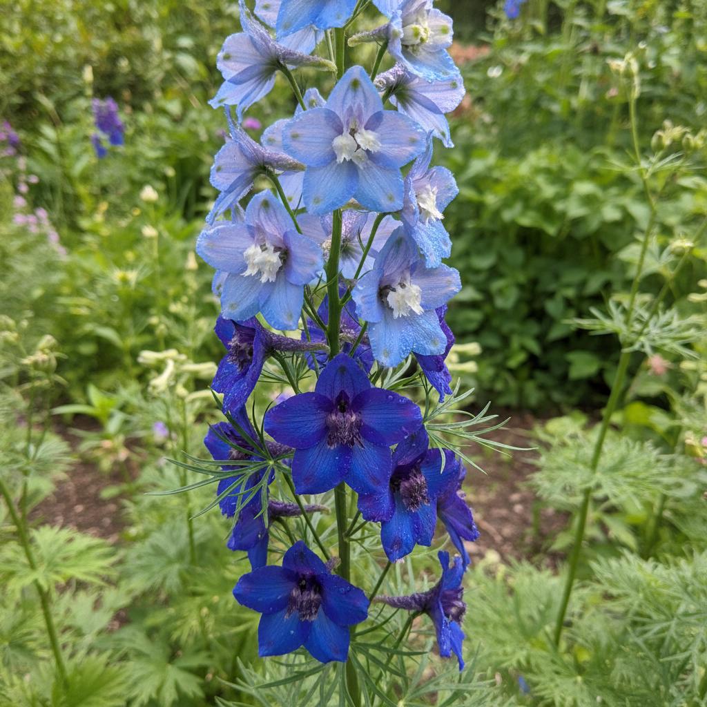 デルフィニウム 画像